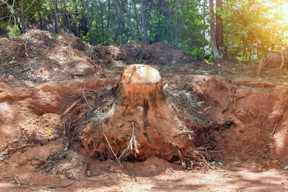 Dessouchage à Le Lude